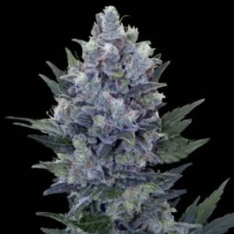 Насіння конопель Northern Lights Feminised Gold