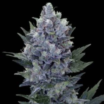 Categories Northern Lights Feminised Gold