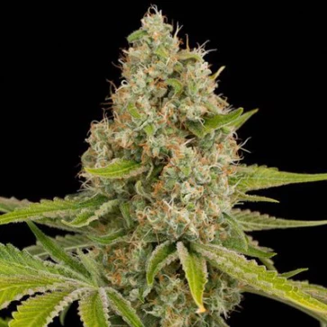 Семена конопли OG Kush Feminised Gold