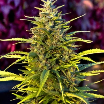 Насіння конопель Citrus Bud Feminised Gold