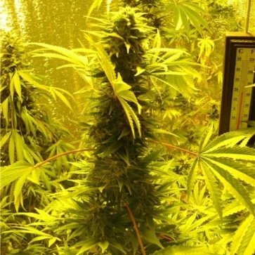 Categories AK-47 Feminised Gold