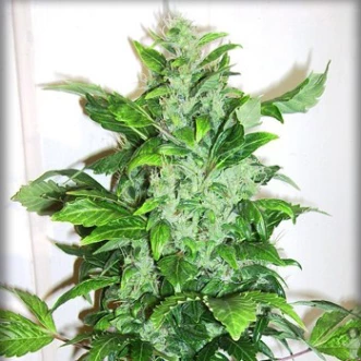Насіння конопель Auto Big Bud Feminised Gold