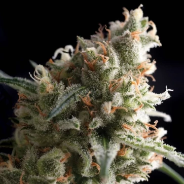 Categories Ultra Hash Feminised Gold