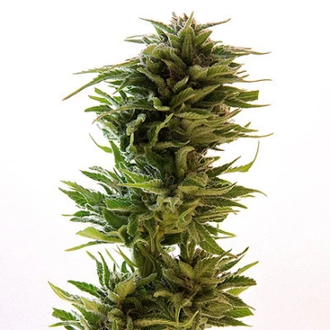 Categories Amnesia Lemon Silver
