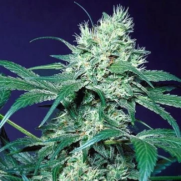 Насіння конопель Amsterdam Flame Silver