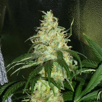Насіння конопель Auto Amnesia 2.0 Feminised Silver
