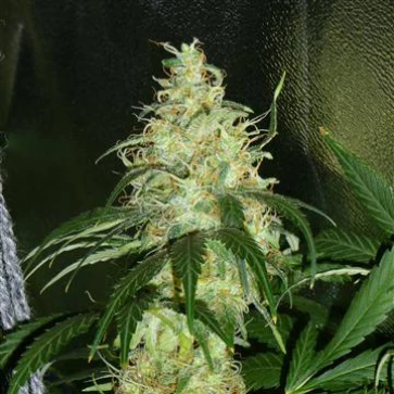 Насіння конопель Auto Amnesia 2.0 Feminised Silver