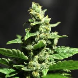 Семена конопли Auto Automatic Green Silver