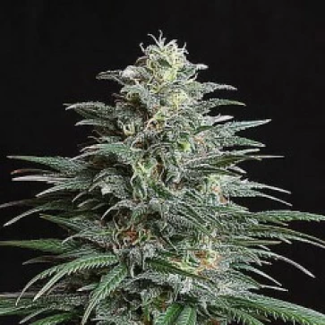 Семена конопли Auto Big Bud XXL Feminised Silver