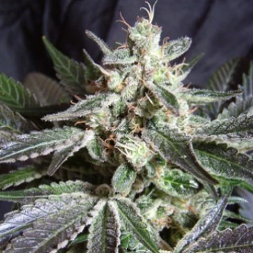 Семена конопли Auto Dark Jack Silver