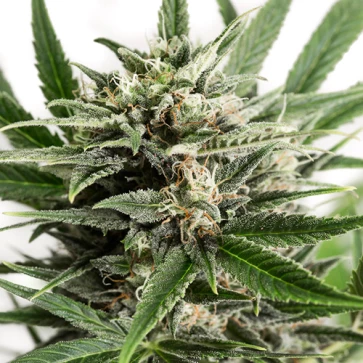 Семена конопли Auto Blue Amnesia XXL Feminised Silver