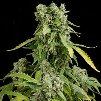 Семена конопли Auto Blue Cheese Feminised Silver