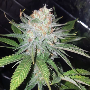 Strains of the week