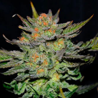 Насіння конопель Auto Blue Dream Silver