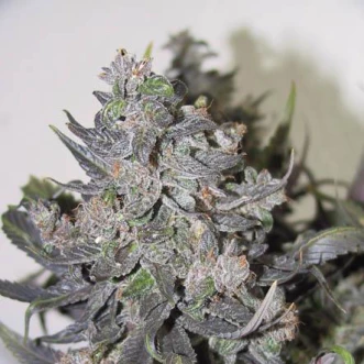 Насіння конопель Auto Blue Mystic Silver
