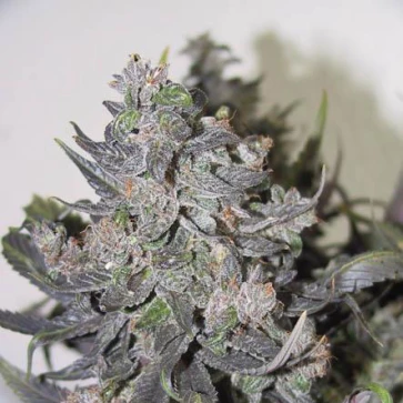 Насіння конопель Auto Blue Mystic Silver