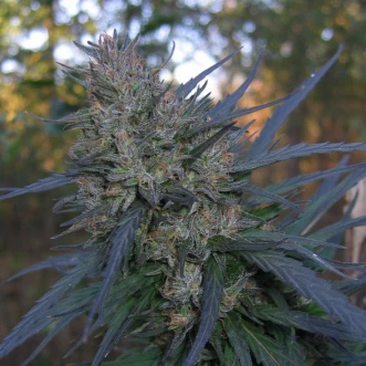 Насіння конопель Auto Blueberry Bliss Silver