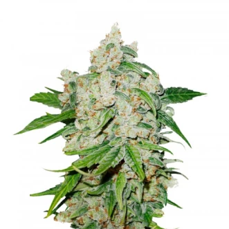 Насіння конопель Auto Brooklyn Sunrise Feminised Silver
