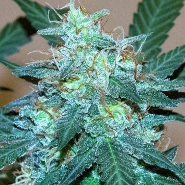 Насіння конопель Auto Bruce Banner Feminised Silver