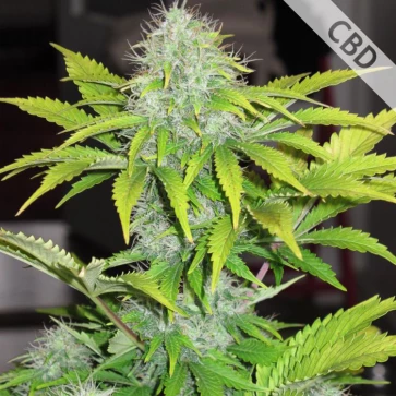 Семена конопли Auto CBD White Widow Feminised Silver
