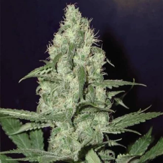 Насіння конопель Auto Cheese Silver
