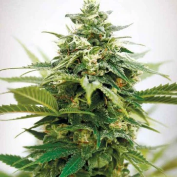Categories Auto Critical 2.0 Feminised Silver