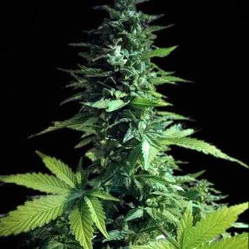 Семена конопли Auto Diesel Ryder Feminised Silver