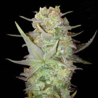 Насіння конопель Auto Durban Poison Feminised Silver