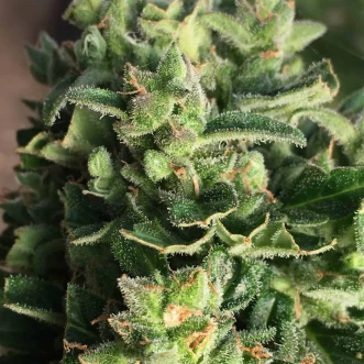 Насіння конопель Auto Durban Poison Silver