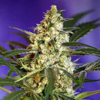 Семена конопли Auto Quick Bud Feminised Silver
