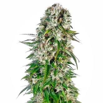 Семена конопли Auto Giant Bud Feminised Silver