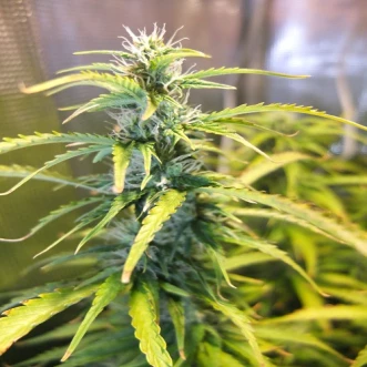Насіння конопель Auto Green Crack Feminised Silver