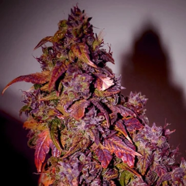 Семена конопли Auto Himalaya Blue Diesel Silver