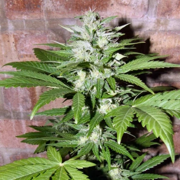 Categories Auto Hindu Kush Silver
