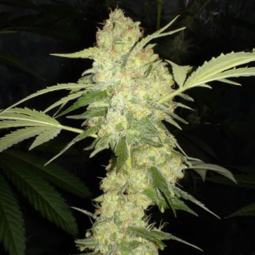 Семена конопли Auto Jack Herer Feminised Silver
