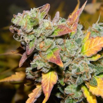 Насіння конопель Auto King Kush Feminised Silver