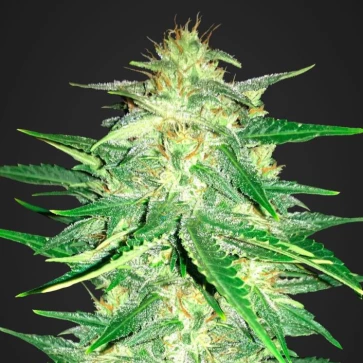 Семена конопли Auto Lemon Silver