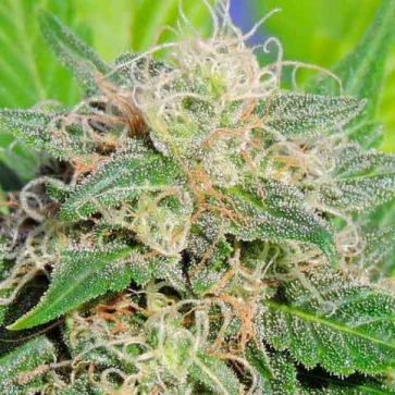 Насіння конопель Auto Lime Haze Feminised Silver