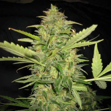 Семена конопли Auto Lime Skunk Feminised Silver