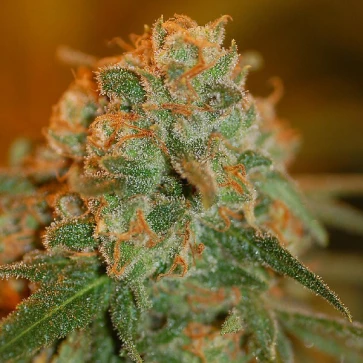 Насіння конопель Auto Lime Skunk Silver