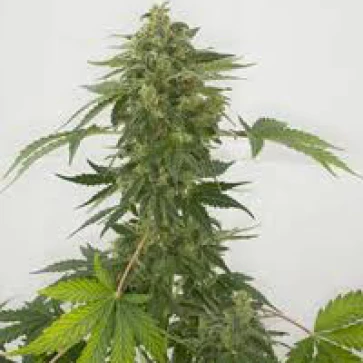 Categories Auto Maria Silver