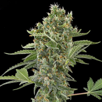 Семена конопли Auto Moby Dick XL Feminised Silver