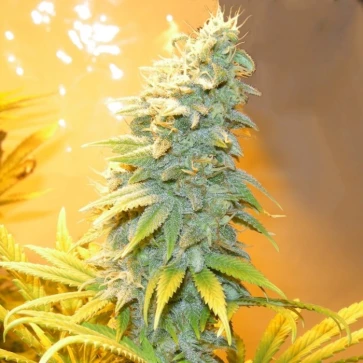 Семена конопли Auto Northern Blue Feminised Gold