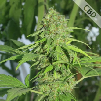 Насіння конопель Auto CBD Northern Lights Feminised Silver