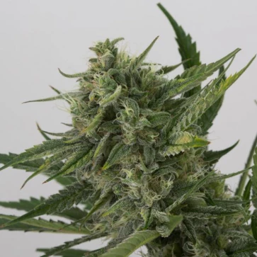 Семена конопли Auto CBD OG Kush Feminised Silver
