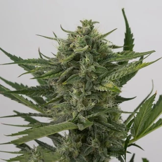 Насіння конопель Auto OG Kush Feminised Silver