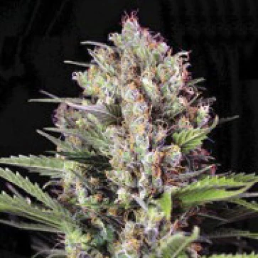 Categories Auto Purple Glam Feminised Silver