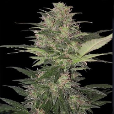 Categories Auto Blood Dwarf Feminised Silver