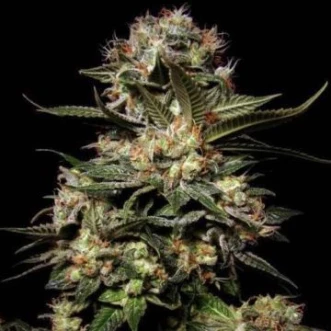 Семена конопли Auto Somango Feminised Silver
