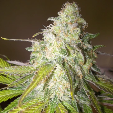 Семена конопли Auto Sour Diesel Feminised Silver